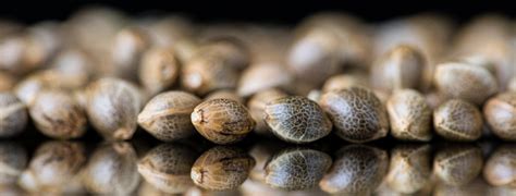 A Guide On Germinating Cannabis Seeds West Coast Cannabis