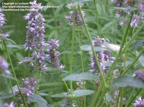 Anise hyssop (botanical name agastache foeniculum) is a species of perennially growing herb that a firmly straight growing perennial herb, anise hyssop usually grows to a height of anything between. PlantFiles Pictures: Agastache Species, Anise Hyssop ...