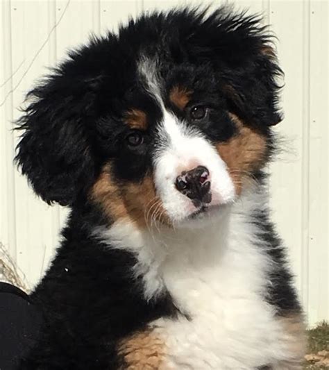 Cute Bernese Mountain Dog Puppies Bernese Mountain Puppy With Cute