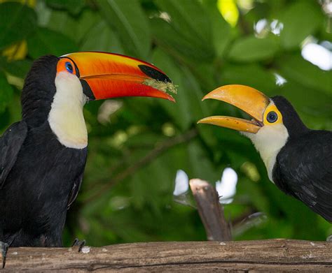 Get To Know Toucans San Diego Zoo Kids