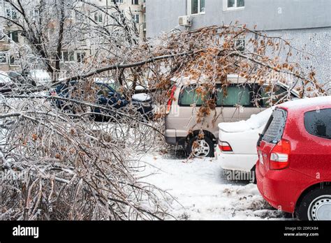 Branches Of Trees Broken By The Wind Fell On The Cars Trees Covered