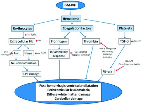 Pathological Mechanisms Underlying The Formation Of Posthemorrhagic