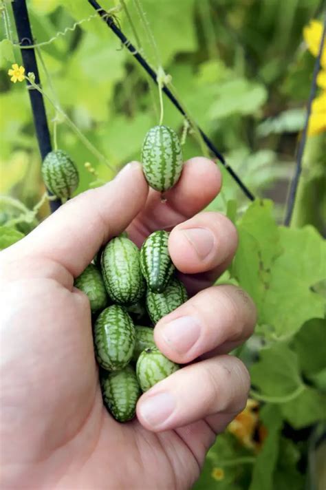 How To Grow Cucamelons Plant Instructions