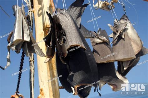 Shark Fins Drying On Fishing Vessel Commercial Longline Shark Fishing