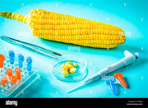 Genetically Engineered Maize Stock Photo Alamy