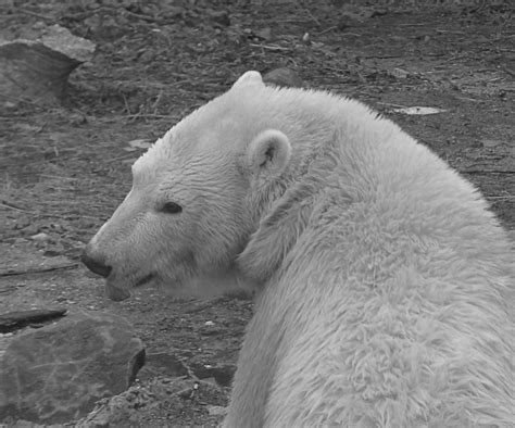 P1290437 Polar Bear The Maryland Zoo Andrew King Flickr