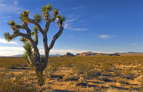 Joshua Tree Mojave Desert Photograph By James Steinberg Pixels