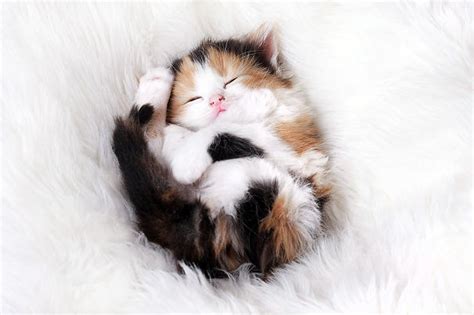 Adorables Gatitos Durmiendo Mundo Gatos