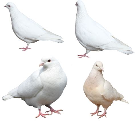 White Pigeons Png Image Transparent Image Download Size 2550x2311px