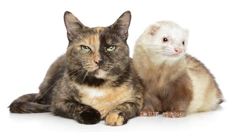 Adopt A Ferret Month 5 Cute Videos Of Cats Playing With