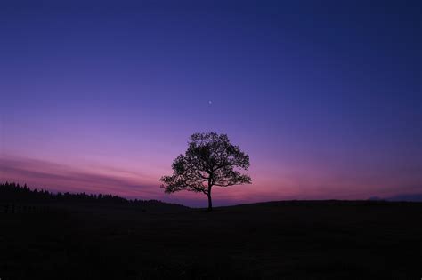 2048x1365 Nature Hd Purple Sky Trees Moon Coolwallpapersme
