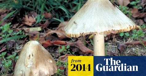 Death Cap Mushrooms Suspected In Canberra Poisoning Australia News