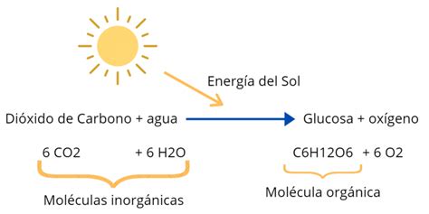 Ecuacion De La Fotosintesis Y Respiracion Celular Cuadro Descriptivo