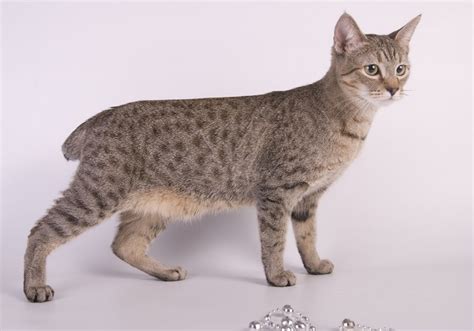 Manx Cat Vs American Bobtail Cat Whats The Difference Hepper