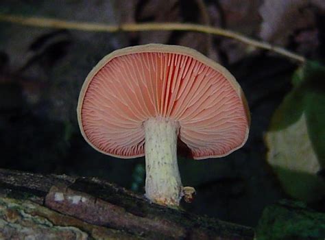 Rhodotus palmatus at Indiana Mushrooms