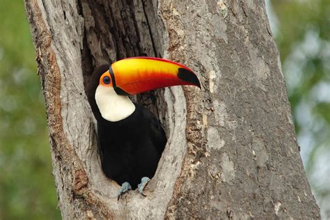 9 Fascinating Facts About Toucans