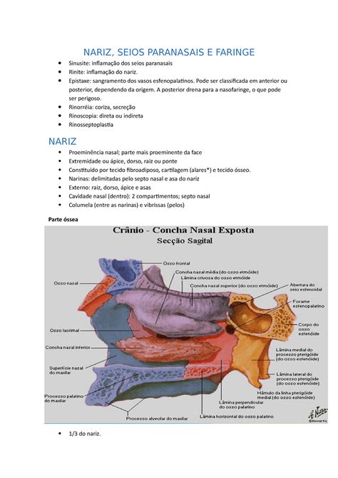Nariz Seios Paranasais E Faringe Nariz Seios Paranasais E Faringe