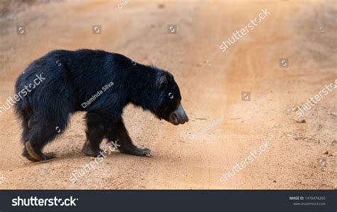 Sri Lankan Sloth Bear Wilattu National Stock Photo 1478476265