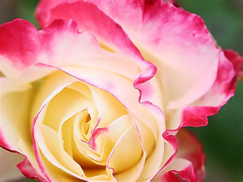 Double Delight Roses Are The Two Tone Blooms Of Your Dreams Double