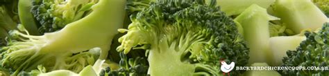 A Brilliant Companion To Garden Grown Broccoli