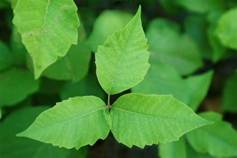 Poisonous Plants Identifying And Treating Poison Ivy Oak And Sumac