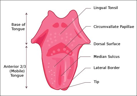 Structure Of Tongue Introduction Functions Of Tongue Parts And