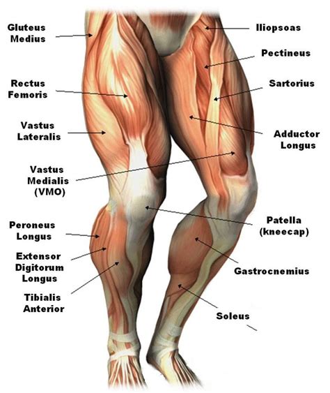 In addition to its origin or insertion, a muscle name may indicate a nearby bone or body region. The Complete Guide To Training Your Legs