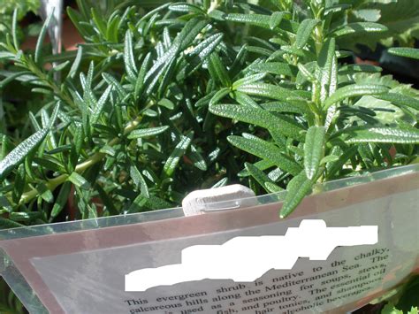 Can You Really Identify These Herbs Trivia Quiz Trivia And Questions