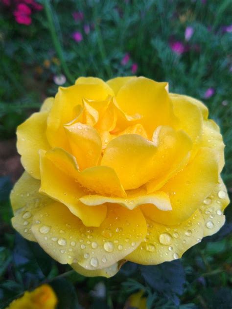 7 Best Of Yellow Rose Flowers In Rain Images