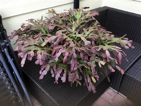 They can be purchased at does jerry seinfeld have parkinson's disease? Dividing a 30 Year Old Christmas Cactus? | ThriftyFun