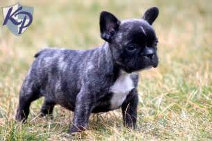 If you own a french bulldog mixed breed, please upload a picture of your adorable puppy and share your experience with us. French Bulldog Boston Terrier Mix Puppies For Sale In Pa