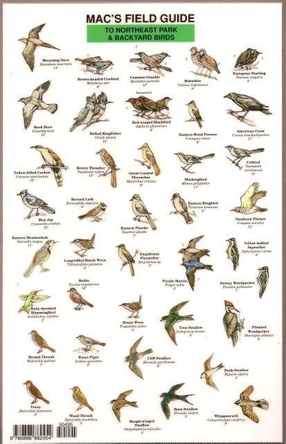 Bird In Everything Birds Of The Northeast Identification