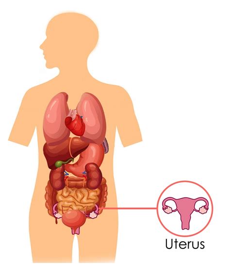 The Uterus Zi Gong According To Chinese Medicine