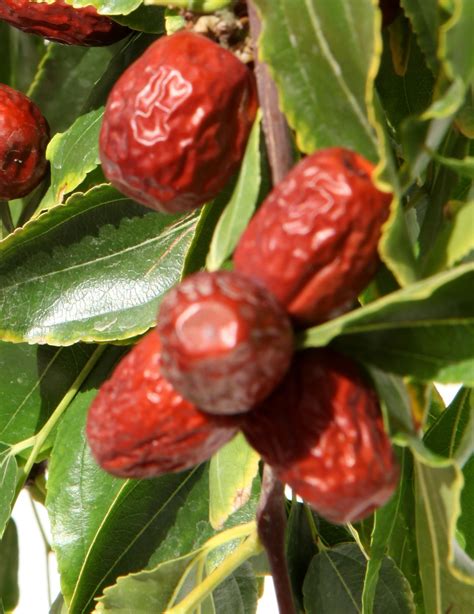 Li Jujube Tree Specialty Fruits Isons Nursery And Vineyard