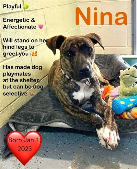 Dog For Adoption Nina A Pit Bull Terrier Mix In Bridgewater Nj