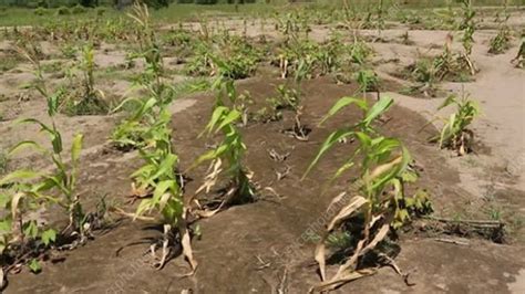 Maize Crops Destroyed By Floods Malawi 2015 Stock Video Clip K005