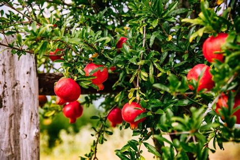 Pomegranate Tree Wonderful From The Garden