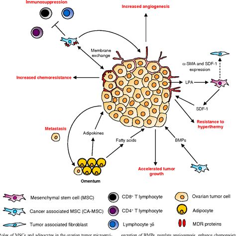 Ovarian Cancer Microenvironment Implications For Cancer Dissemination And Chemoresistance