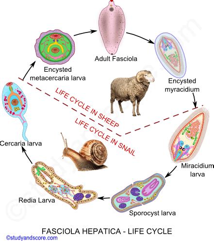 Life cycle of f.hepatica  the life cycle of fasciola hepatica starts when a female lays eggs in the liver of an infected human. Fasciola: Reproductive system, Life cycle in Sheep and ...
