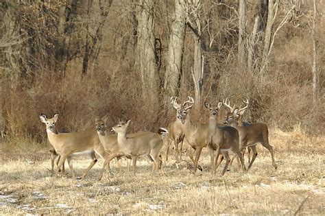 Whitetail Deer Herd Larry Flickr