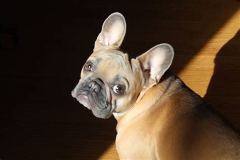 FRENCHIE wallpaper by Elko_Photography - 43 - Free on ZEDGE™