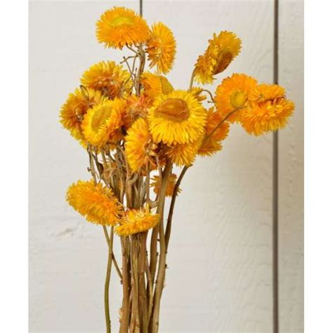 Also known as golden everlasting because of it's golden flowers and golden tinged foliage, strawflower is native to australia, making it able to everlast in hot, dry climates. Dried StrawFlowers - Straw Flowers