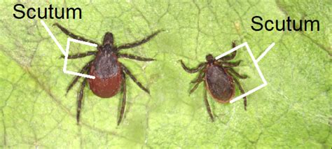 Ticks And Disease In Kentucky Entomology