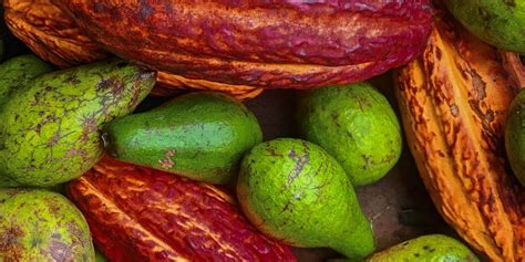 21 Awesome South American Fruits Youve Never Heard Of