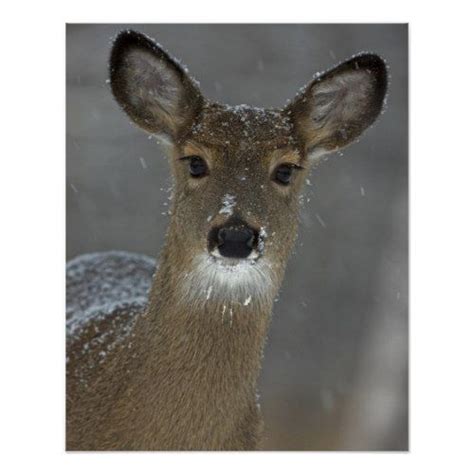Doe A Deer A Female Deer Beautiful Photo Print Whitetail Deer
