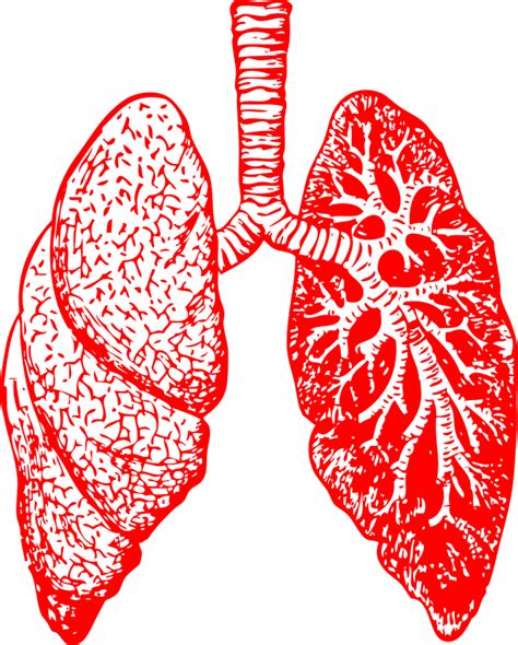 Lungs Clipart Breathing Rate Lungs Breathing Rate Transparent Free For