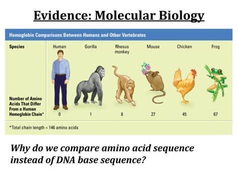 Ppt Structural Evidence Of Evolution Powerpoint
