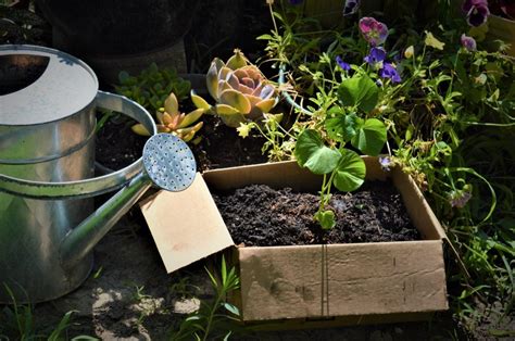 Some people use the terms sweet potato and yam interchangeably. Planting Sweet Potatoes in a Cardboard Box | A Rural Girl ...