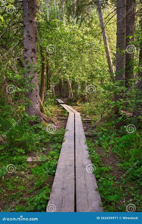 Vertical Shot Of A Long Boardwalk Footpath In A Forest Stock Image