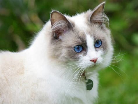 Порода белых кошек с голубыми глазами Белая кошка с голубыми глазами